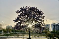 IMG_7424-scaled