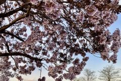 IMG_7428-scaled